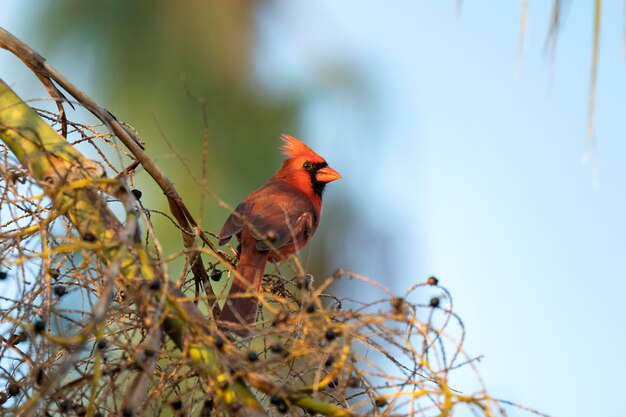 Pássaro cardeal do norte Cardinalis cardinalis empoleirado em um galho de árvore comendo frutas silvestres