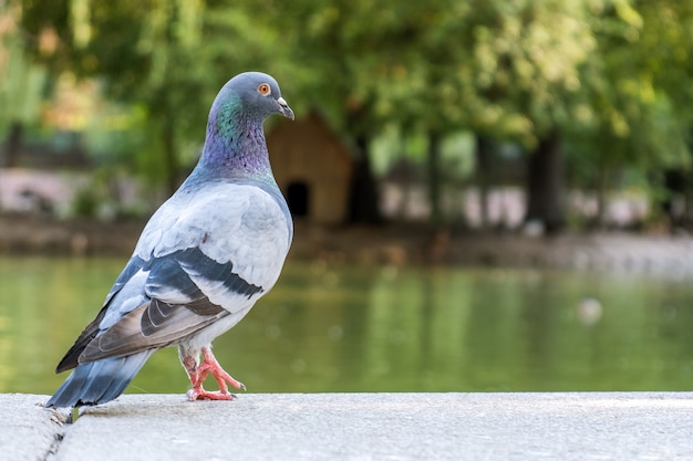 Pássaro cinzento da pomba ao ar livre em um parque da cidade.