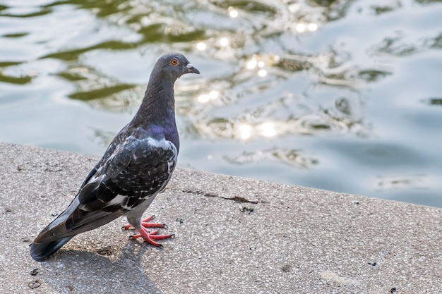 Pássaro cinzento da pomba ao ar livre em um parque da cidade.