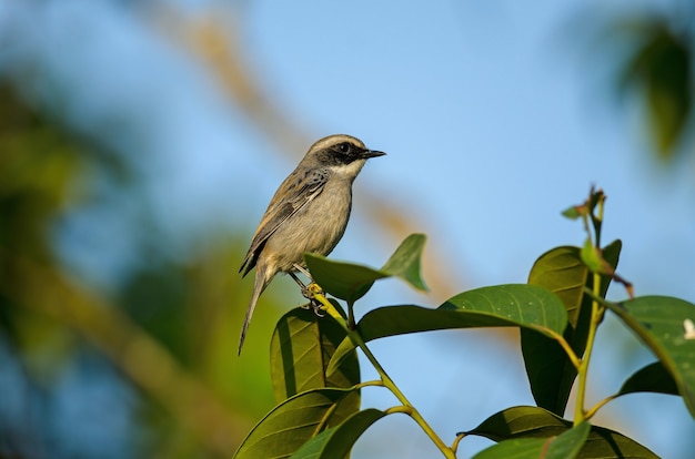 Pássaro cinzento de bushchat (saxicola ferreus)