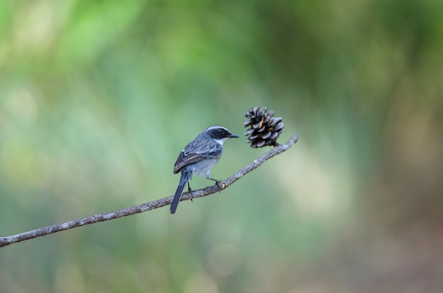 Pássaro cinzento de Bushchat (Saxicola ferreus)