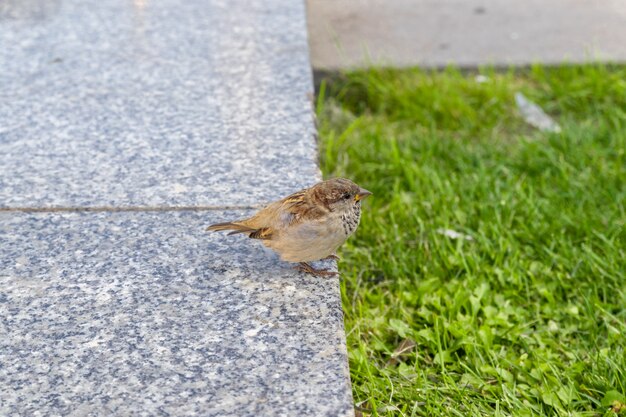 Pássaro cinzento-marrom pequeno do pardal na grama no parque em um dia ensolarado. Pardal-doméstico ou Passer domesticus