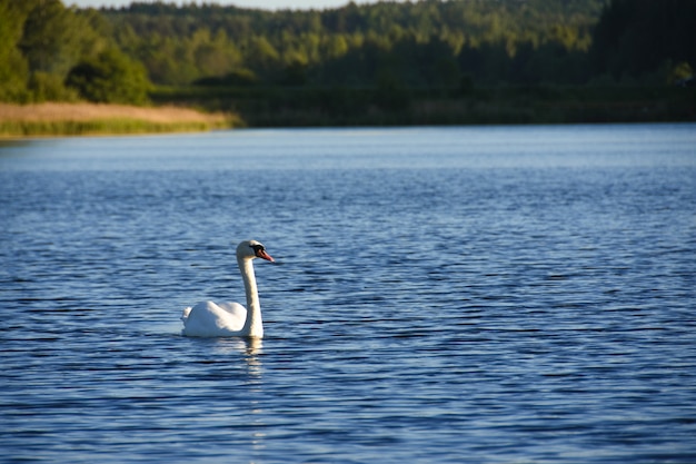 Pássaro cisne branco nada ao longo do lago água azul na floresta à noite