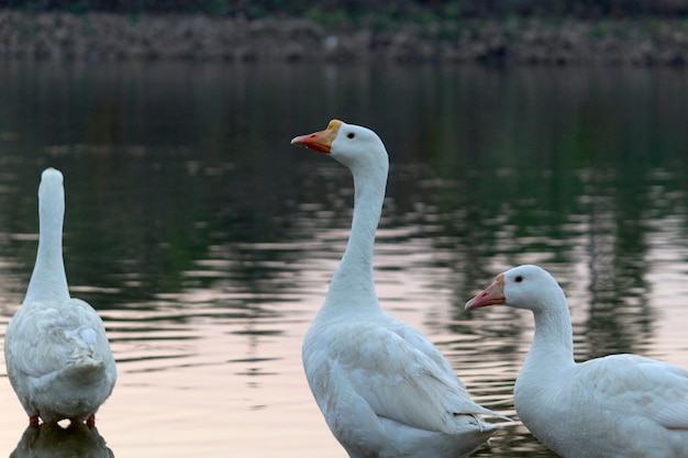 pássaro cisne ganso gansos comuns na margem do lago