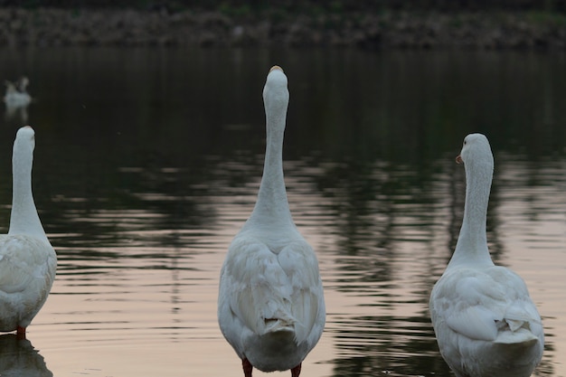 pássaro cisne ganso gansos comuns na margem do lago