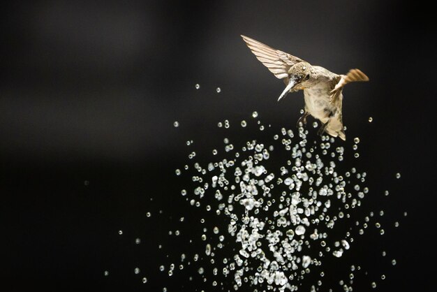 Foto pássaro-colibri em voo