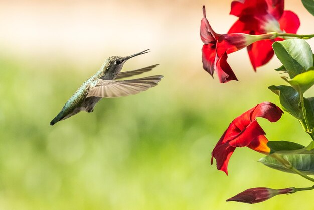 Pássaro-colibri em voo