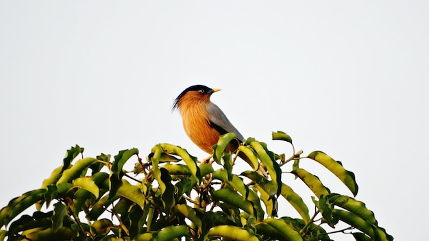 Pássaro colorido da foto dos papagaios no fundo da natureza