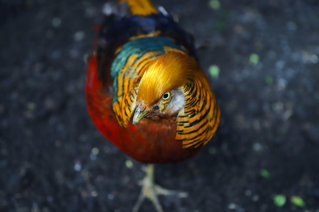 Pássaro colorido de faisão de perto