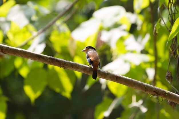 Pássaro colorido prata - broadbil breasted