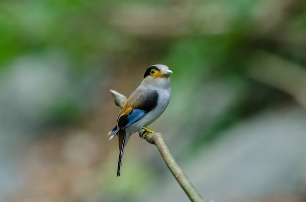 Pássaro colorido Silver breasted broadbil