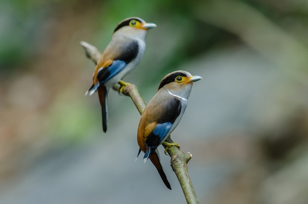 Pássaro colorido Silver breasted broadbil