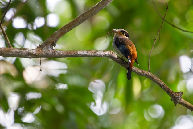 Pássaro colorido Silver-breasted broadbill (Serilophus lunatus) no ramo de árvore