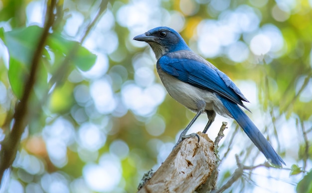 Pássaro com plumagem azul da espécie Aphelocoma califrnica posando em uma árvore no meio