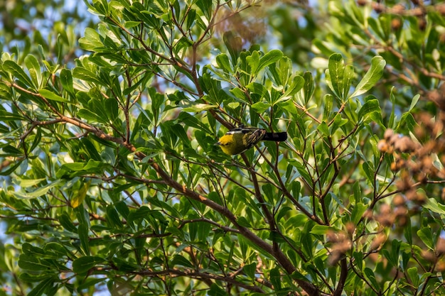 Pássaro (comum Iora, Aegithina tiphia) cor amarela no cimo de uma árvore no jardim