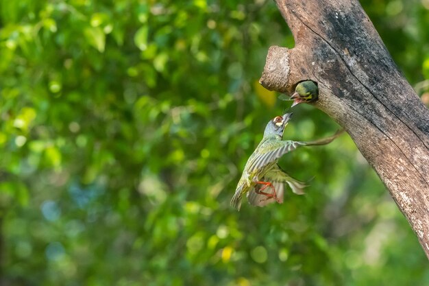 Pássaro, (Coppersmith, barbet), voando, alimentação, pássaro bebê