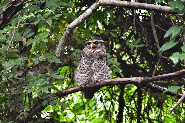 Foto pássaro coruja-águia-pintada sentado em uma árvore na natureza, tailândia