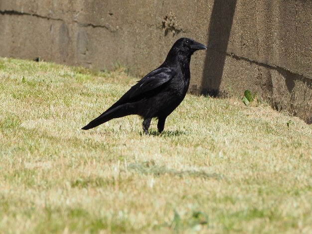 Foto pássaro corvo preto