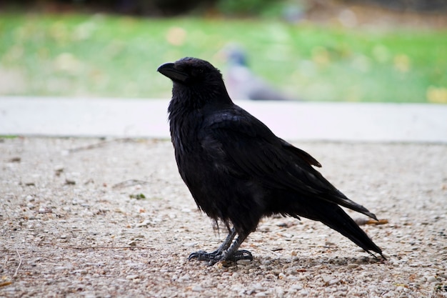 Foto pássaro corvo solitário