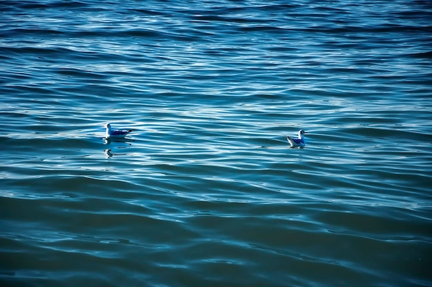 Pássaro da gaivota sobre o mar