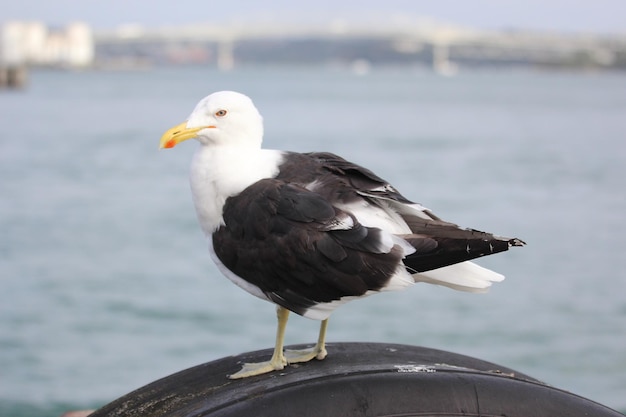 Pássaro da mosca do oceano do cais da gaivota do centro de Auckland