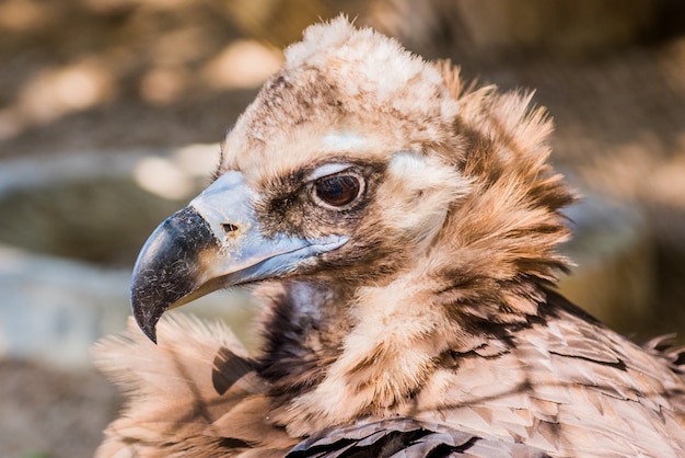 Pássaro de abutre no zoológico no fundo borrado da natureza