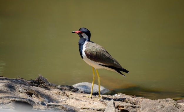 Pássaro de asa vermelha de pé na margem do lago