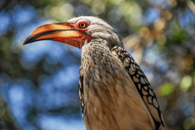 Pássaro de calau em kruger, áfrica do sul