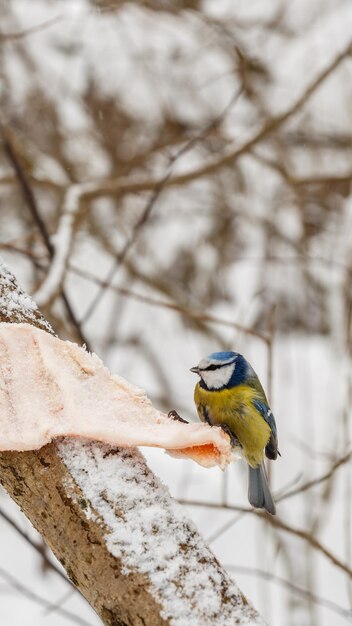 Pássaro de chapim-azul euro-asiático empoleirado em um pedaço de banha em uma árvore Alimentando pássaros no inverno