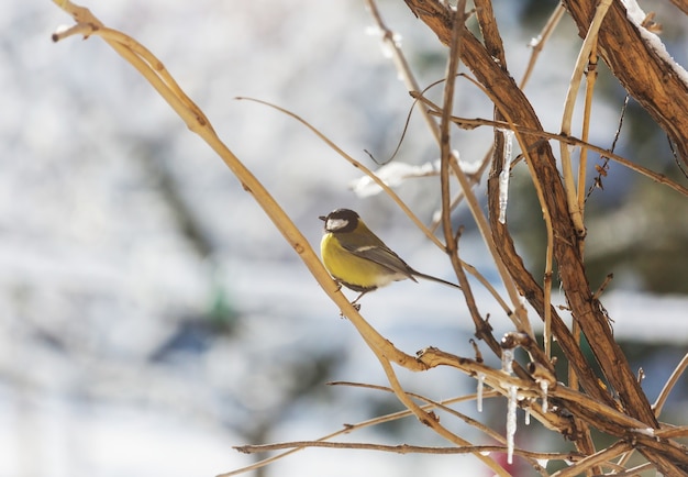 Pássaro de chapim maior sentado em uma lata de sementes. inverno neve fria