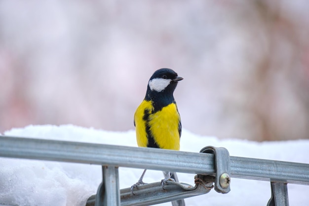 Pássaro de chapim selvagem amarelo à procura de comida no dia frio de inverno