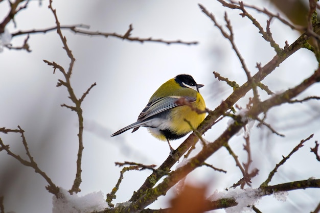 Pássaro de chapim selvagem amarelo empoleirando-se no galho de árvore no dia frio de inverno