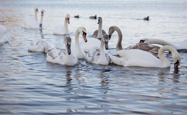 Pássaro de cisnes brancos e elegantes em um lago de inverno nebuloso