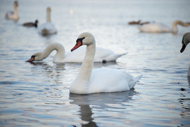 Pássaro de cisnes brancos e elegantes em um lago de inverno nebuloso