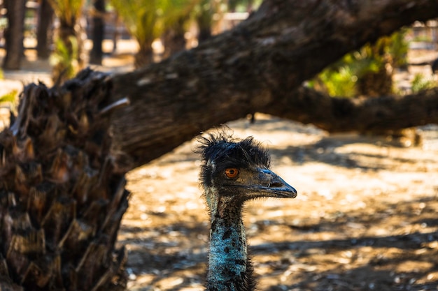 Pássaro de ema ou avestruz africana em um zoológico.