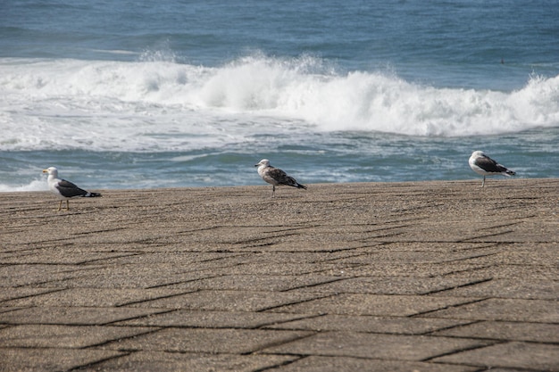 Pássaro de gaivota ao ar livre em uma rocha no Rio de Janeiro Brasil