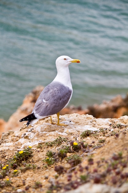 Pássaro de gaivota em estado selvagem