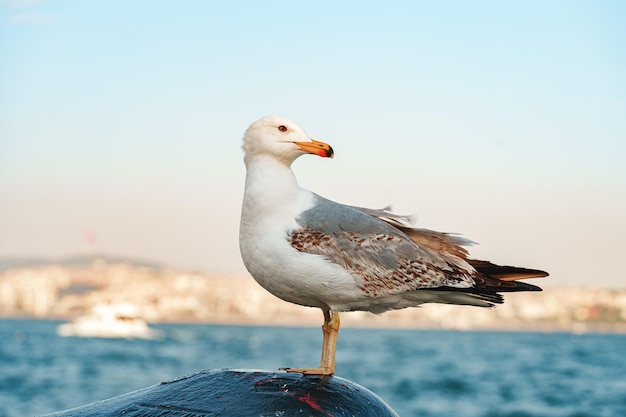 Pássaro de gaivota em pé na rocha à beira-mar em istambul