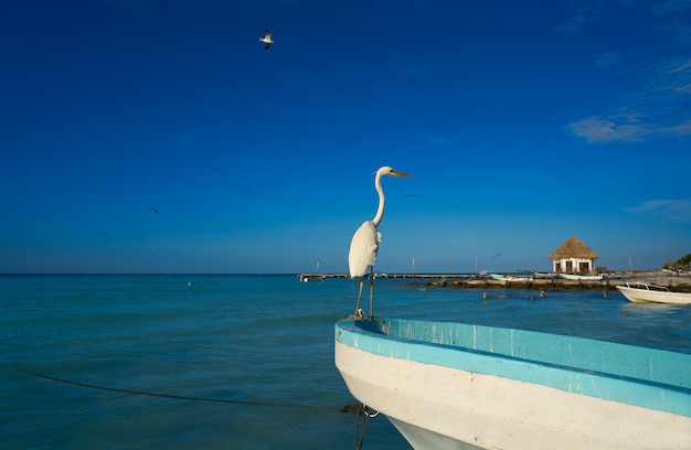 Pássaro de garça Holbox Island e barco em uma praia