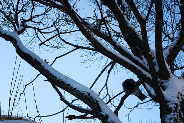 Pássaro de inverno nua de bétula