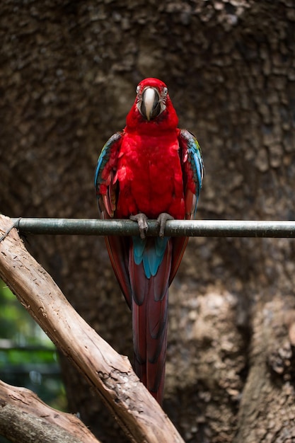 Pássaro de papagaio de arara escarlate lindo pássaro vermelho empoleirado no tronco de madeira