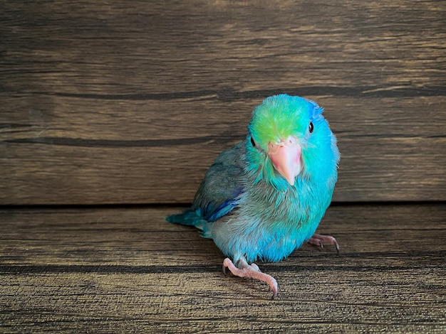 Pássaro de papagaio de cor azul Forpus em cima da mesa