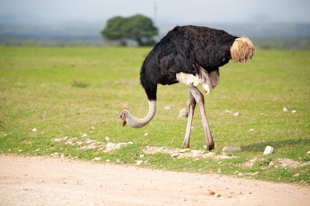 Foto pássaro de pé em um campo