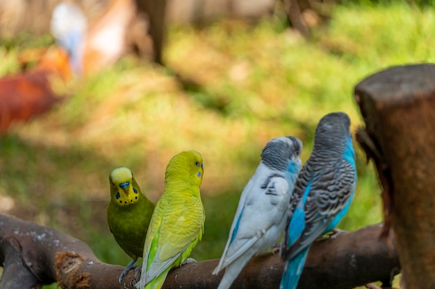 Pássaro de periquito Melopsittacus undulatus comendo sementes em pé sobre um fundo de arame com bokeh lindo pássaro colorido méxico