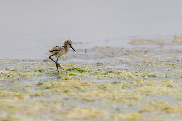 Pássaro de pernas de pau de asas negras bebê na praia