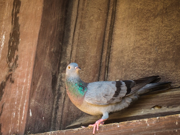 Pássaro de pombo ou pomba em pé no telhado