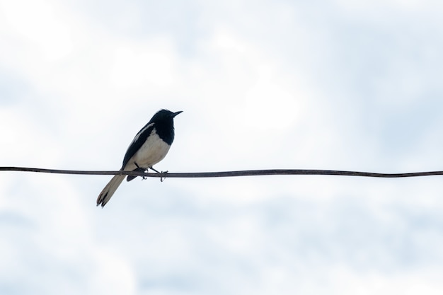 Pássaro de robin Oriental magpie pendurado na linha