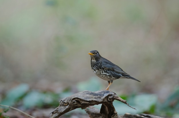 Pássaro de tordo japonês (Turdus cardis)