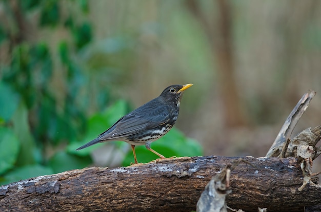 Pássaro de tordo japonês (Turdus cardis)