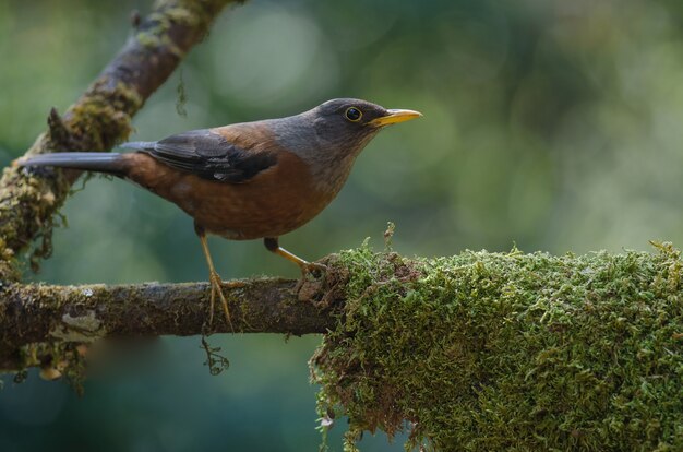 Pássaro de tordo (Turdus rubrocanus)